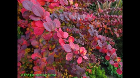 when to prune japanese barberry